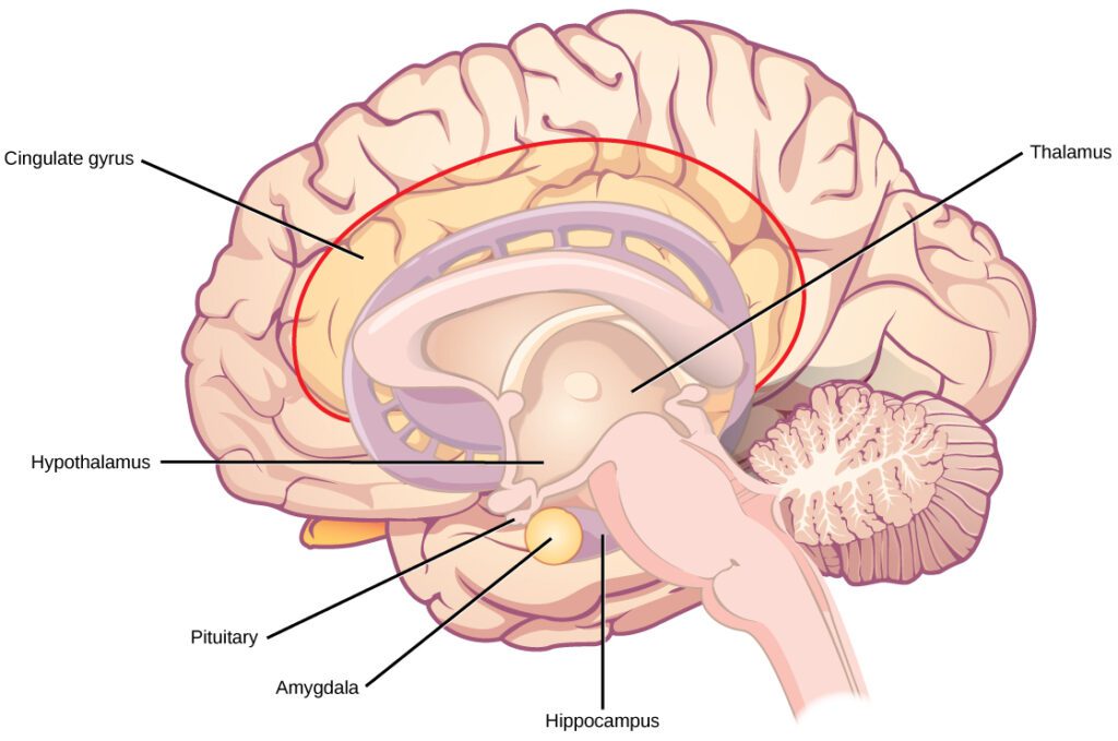 The limbic system regulates emotion and other behaviors. It includes parts of the cerebral cortex located near the center of the brain, including the cingulate gyrus and the hippocampus as well as the thalamus, hypothalamus and amygdala.