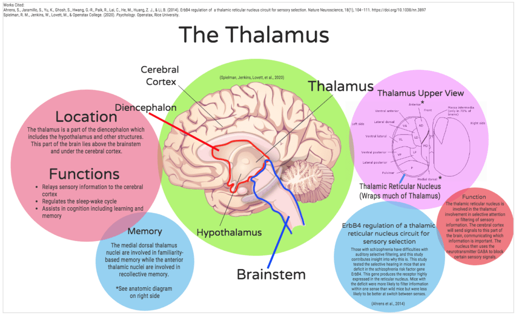 quick information about the overall function and location of the thalamus