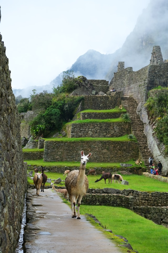 Llama at Machu Pichu
