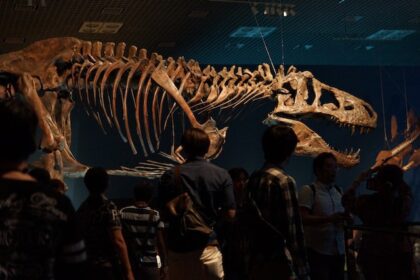 people looking at dinosaur skeleton